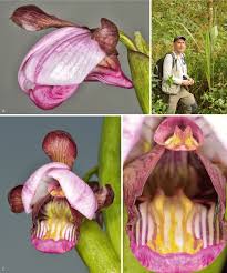 Image result for Rhipidoglossum densiflorum