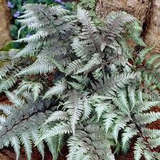 Image result for Athyrium
