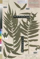 Image result for Asplenium elliottii