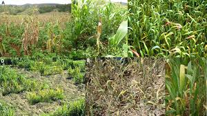 Image result for Lepistemon owariensis