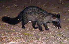 Maybe you would like to learn more about one of these? Cara Membuat Jebakan Musang Survive Giezag Extreme Adventure Service Team