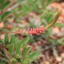 Image result for Indigofera astragalina-hirsuta