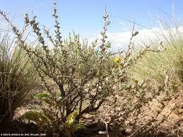 Image result for Leucosphaera bainesii