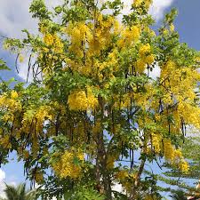 Image result for Cassia thyrsoidea
