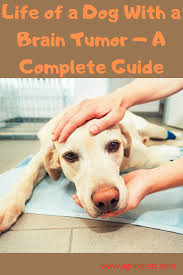 Life Of A Dog With A Brain Tumor A Complete Guide In 2020 Brain Tumor Tumor Brain Tumor Symptoms