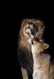 Lion Lioness By Edwin Butter Photos Animaux Sauvages Photo Animaux Animaux Sauvages