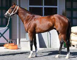 【写真】エフフォーリアこれまでの軌跡 無敗でのクラシック2冠を目指す エフフォーリア (牡3、美浦・ 鹿戸雄一 厩舎)は26日計量で514kg、07年ウオッカ以来の牝馬vがかかるサトノレイナス (牝3、美浦・ 国枝栄 厩舎)は27日計量で476kg。 çšæœˆè³ž ã‚¨ãƒ•ãƒ•ã‚©ãƒ¼ãƒªã‚¢100ç‚¹ å¹¸ã›é‹ã¶é€ å½¢ç¾Ž é‡ã•æ„Ÿã˜ã•ã›ãªã„ãƒãƒ©ãƒ³ã‚¹ ã‚¹ãƒãƒ‹ãƒ Sponichi Annex ã‚®ãƒ£ãƒ³ãƒ–ãƒ«