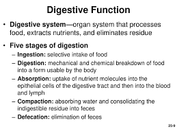 The digestive system is one of the vital systems of all living beings. Chapter 25 Lecture Outline Ppt Download