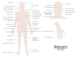 A free body diagram consists of a diagrammatic representation of a single body or a subsystem of bodies isolated from its surroundings showing all the forces acting on it in physics and engineering, a free body diagram (force diagram, or fbd). File Yowlumne Body Parts Svg Wikimedia Commons