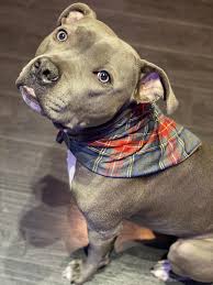 Turtle Repping One Of His New Bandanas Sewn With My Mini Sewing Machine From Amazon Pitbulls In 2020 Pitbull Mix Breeds Pitbull Mix Pitbulls