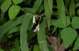 Image result for Amphicarpaea