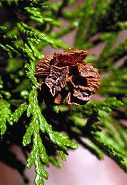 Image result for Cyphia lasiandra