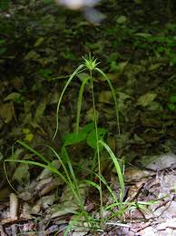 Image result for Carex johnstonii