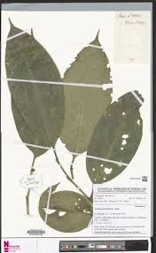 Image result for Leptaulus