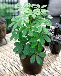 Image result for Heptapleurum