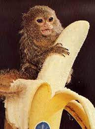 Pygmy Marmoset The Smallest Monkey Cute Baby Monkey Cute Animals Cute Monkey