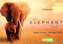 Check spelling or type a new query. The Elephant Queen To Screen On Citizen Tv This Easter Sunday Citizentv Co Ke
