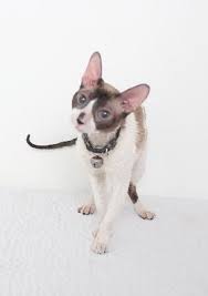Although there have been reports of hairless cats throughout history, this was the start of the discovery and breeding of this beautiful and naturally. Amari C15020 Cornish Rex Kitten Adoption Abyssinian Cats