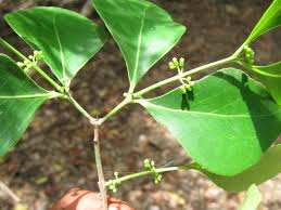 Image result for Pleurostylia