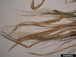Image result for Heteropogon contortus