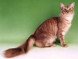 Oriental Longhair Kedi Evcil Hayvan Bakimi Evcil Hayvanlar