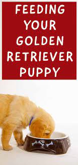 Feeding A Golden Retriever Puppy Your Goldie Feeding Guide