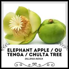 Image result for Dillenia indica