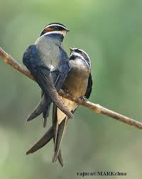 10 exotic pets and where they are legal to own. Pin On Birds So Much Beauty
