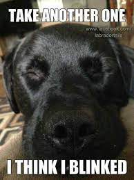Pin On Black Labs