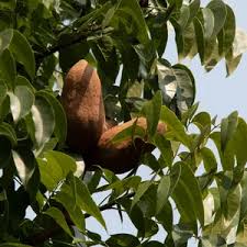 Image result for Swietenia