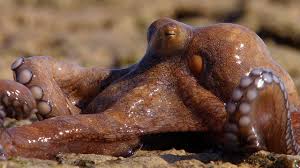 Maybe you would like to learn more about one of these? Extraordinary Octopus Takes To Land The Hunt Bbc Earth Youtube