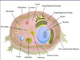 Plasma membrane, cell wall, cytoplasm, nucleus, prokaryotic cells vs. Animal Cell Cell Basic Unit Of Structure And Function In All Living Systems Cell Organelles Various Membrane Bound Structures Found Within A Cell Are Known Ppt Download