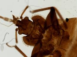 Image result for Cimex Lectularius L