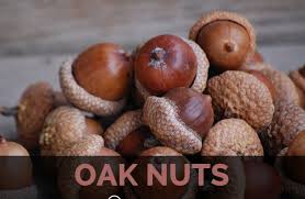 Purchase oak saplings from a local tree nursery, as raising an oak tree from an acorn or a seedling is a complicated procedure best left for professionals. Oak Nuts Facts Health Benefits And Nutritional Value