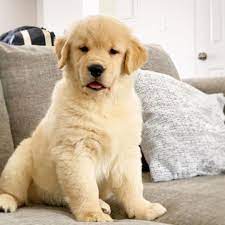 Yellow Labrador Retriever Puppies For Sale Near Me Mini Lab Puppies For Sale Near Me Labrador Retriever Puppies Puppies For Sale Lab Puppies