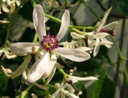 Image result for Meliaceae