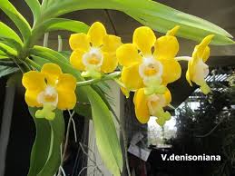Image result for Vanda