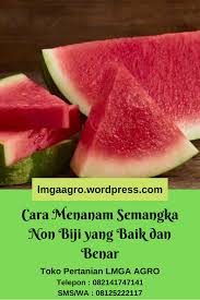 Benih diperdagangkan tidak untuk dikonsumsi. Cara Menanam Semangka Non Biji Yang Baik Dan Benar Semangka Menanam Benih