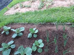 11 pokok pokok dengan wayar; Cara Rawat Suburkan Semula Tanah Sebelum Tanam Pokok Vanilla Kismis