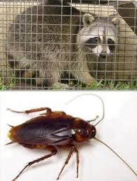 Modern pest control has been serving katy, cypress, the woodlands & greater houston, tx for more than 65 years. 27 Pest Control In Houston Ideas Pest Control Pest Control Services Pests