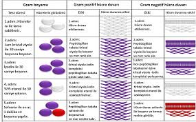 Gram Boyama Nedir Ne Amacla Yapilir Doktorumnedio