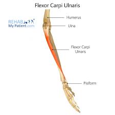 The structure indicated is the extensor carpi ulnaris muscle of the forearm. Flexor Carpi Ulnaris Rehab My Patient