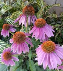 Image result for Volusia resupinata