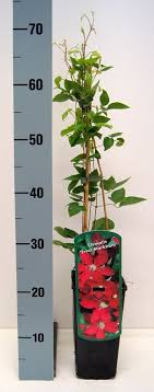 We did not find results for: Waldrebe Ernest Markham Clematis Hybriden Ernest Markham Gunstig Online Kaufen