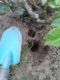 Welches tier ist für die löcher im garten verantwortlich? 37 Genial Locher Im Garten Ratten Inspirierend Garten Anlegen