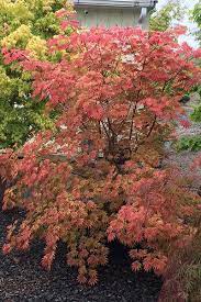 Japanese Maples Acer Shirasawanum Moonrise Japanese Maple Japanese Garden Bonsai Garden