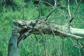 Image result for Hypoxylon multiforme