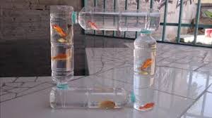 Cara membuat aquarium mini dari botol plastik bekas sumber : Cara Membuat Aquarium Dari Botol Bekas Youtube