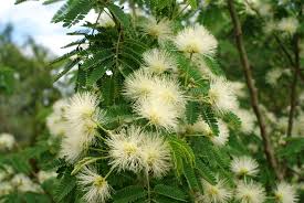 Image result for Tricalysia pallens