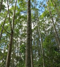 Image result for Eucalyptus cloeziana